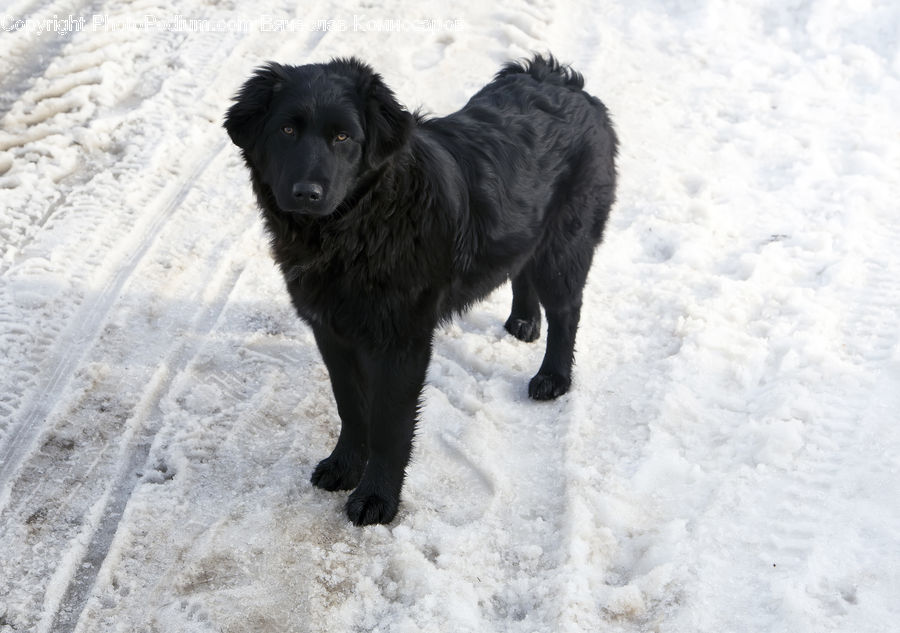 Animal, Canine, Dog, Mammal, Newfoundland, Pet, Labrador Retriever