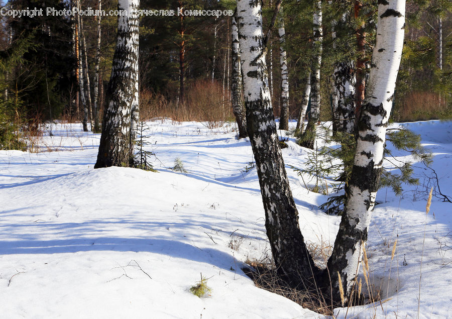 Birch, Tree, Wood, Forest, Vegetation, Conifer, Fir