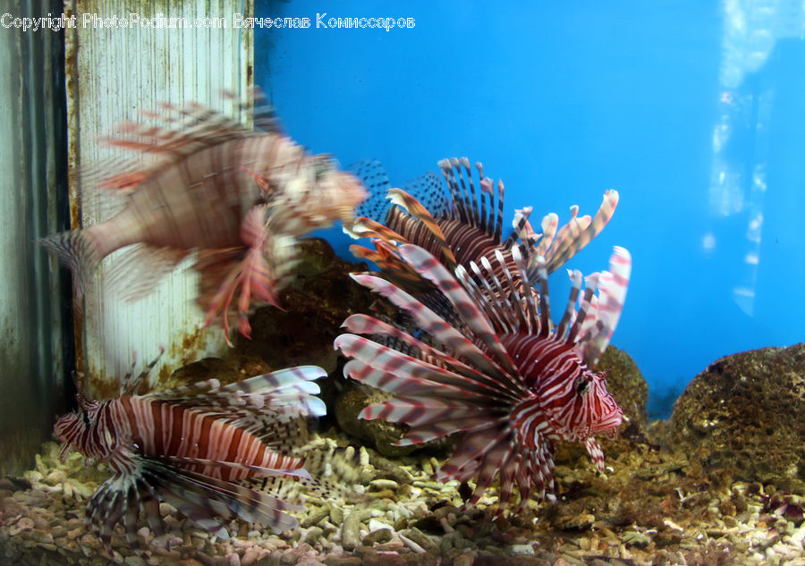 Coral Reef, Outdoors, Reef, Sea, Sea Life, Water, Aquarium