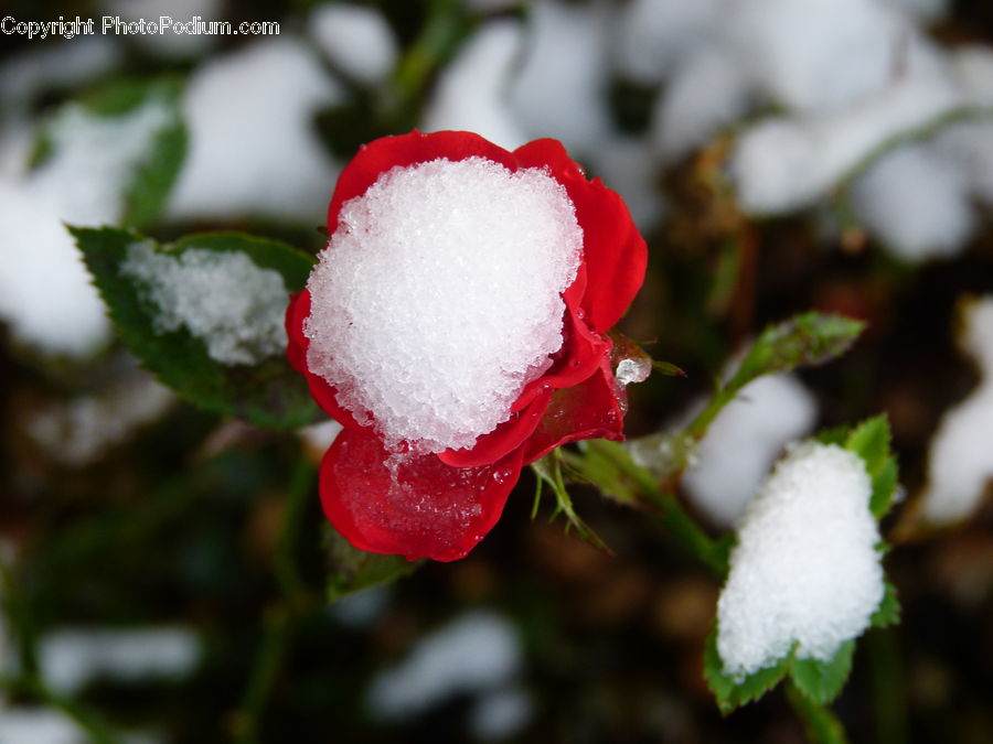 Cotton, Fiber, Frost, Ice, Outdoors, Snow, Blossom