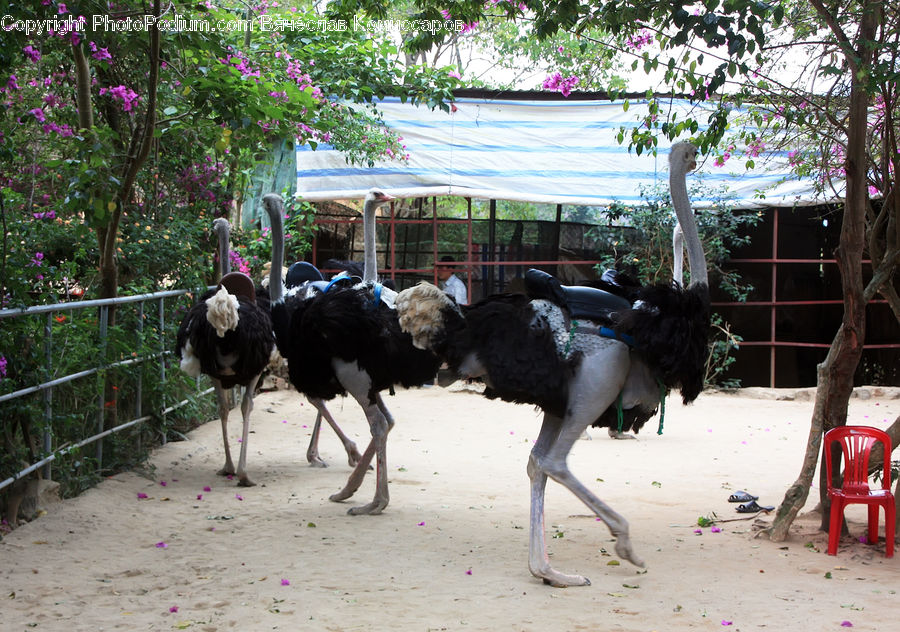 Bird, Ostrich, Chair, Furniture, Animal, Zoo, Bull