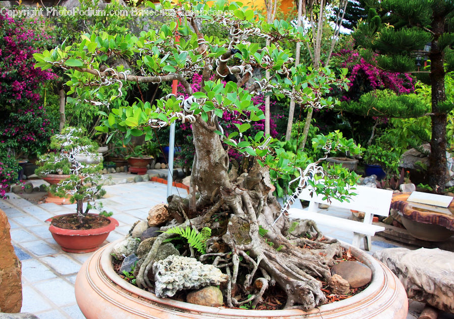 Bonsai, Plant, Potted Plant, Tree, Garden, Gardening, Backyard