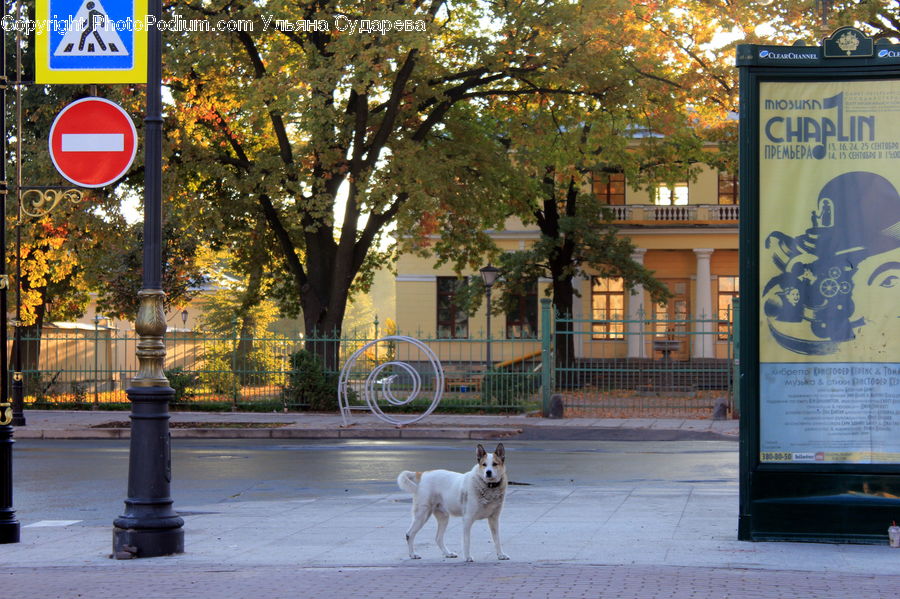 Animal, Dog, Pet, White Dog, Brochure, Flyer, Poster