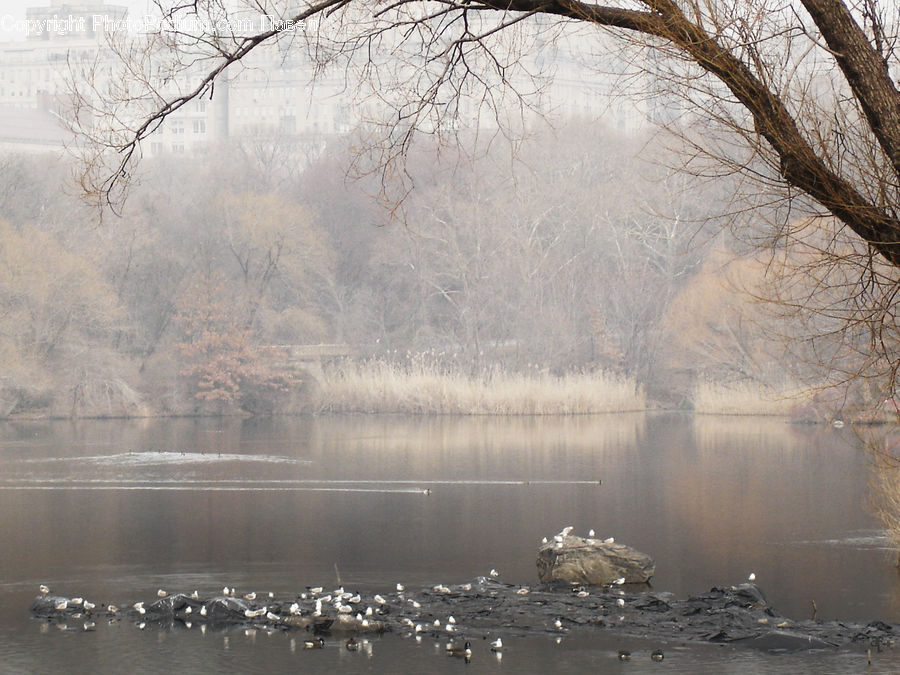 Fog, Mist, Outdoors, Landscape, Nature, Scenery