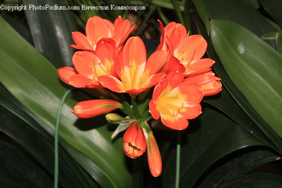 Plant, Blossom, Flora, Flower, Lily, Geranium, Flower Arrangement