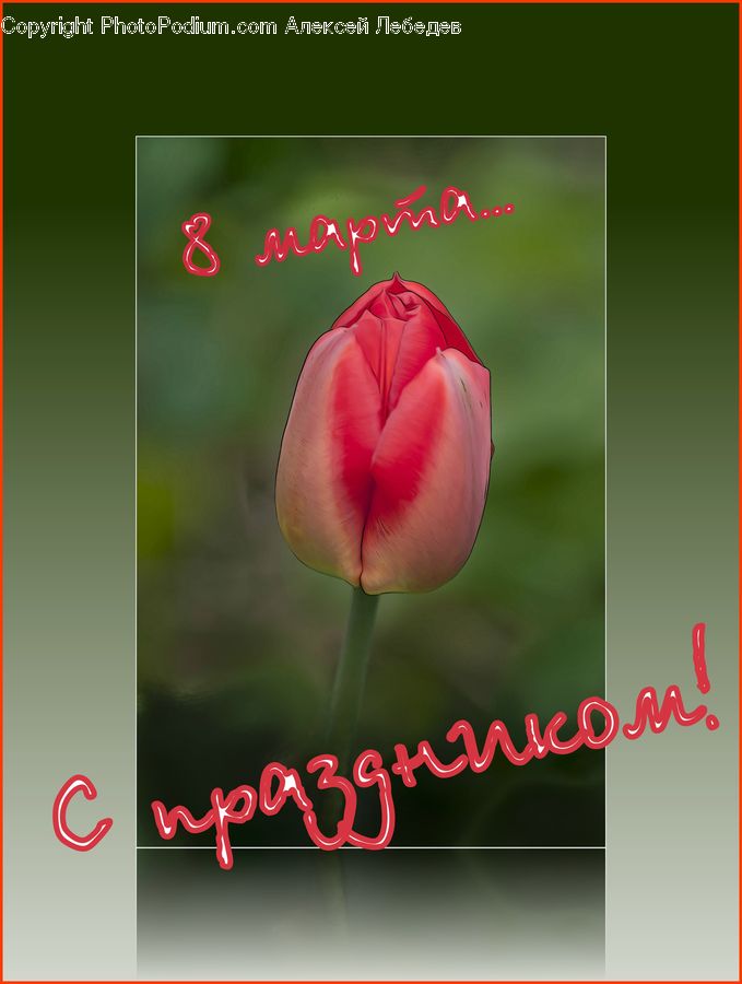 Blossom, Flora, Flower, Plant, Tulip, Greeting Card, Mail