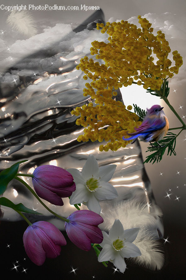 Amaryllis, Flower, Plant, Blossom, Daffodil, Flora, Lily