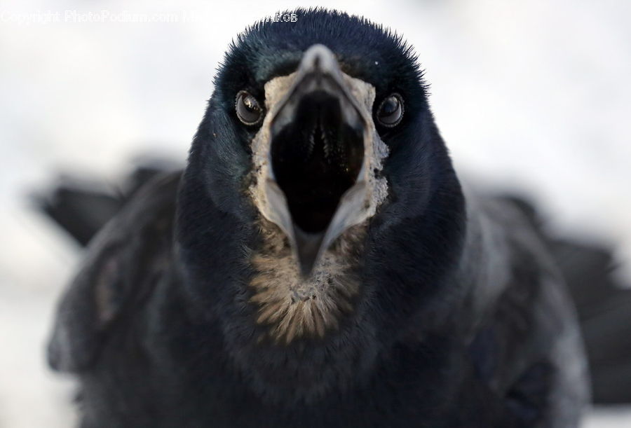 Beak, Bird, Blackbird, Crow, Penguin