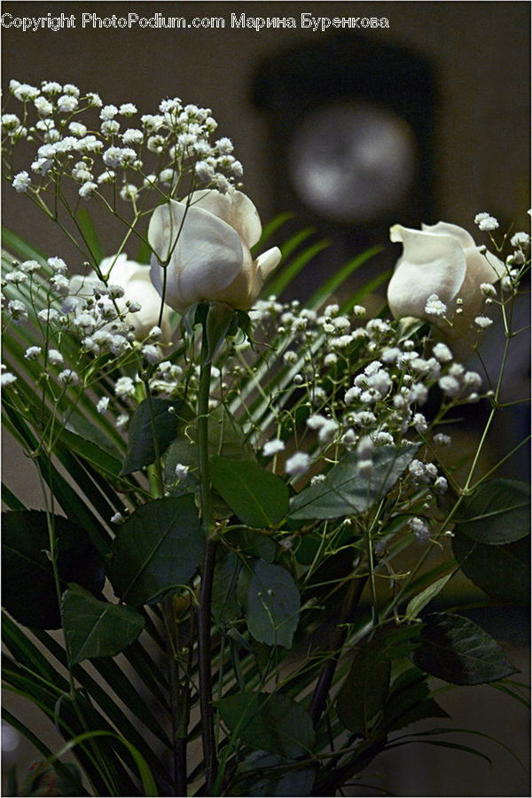 Plant, Weed, Blossom, Flora, Flower, Flower Arrangement, Flower Bouquet