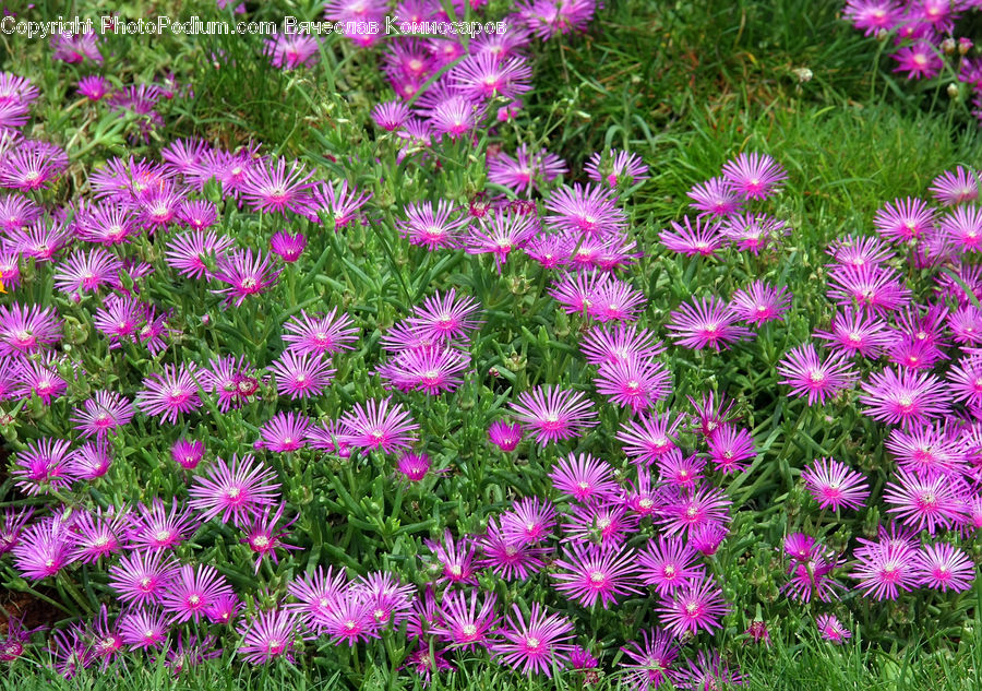 Aster, Blossom, Flower, Plant, Daisies, Daisy, Herbal