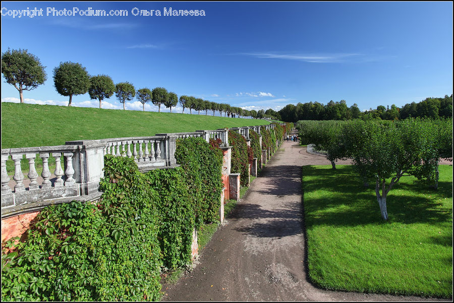 Dirt Road, Gravel, Road, Ivy, Plant, Vine, Banister