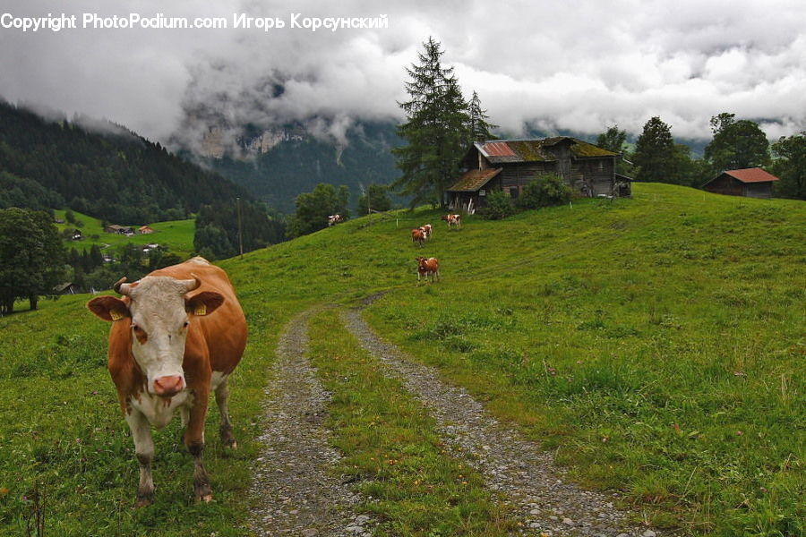 Animal, Cattle, Mammal, Cow, Dairy Cow, Dirt Road, Gravel