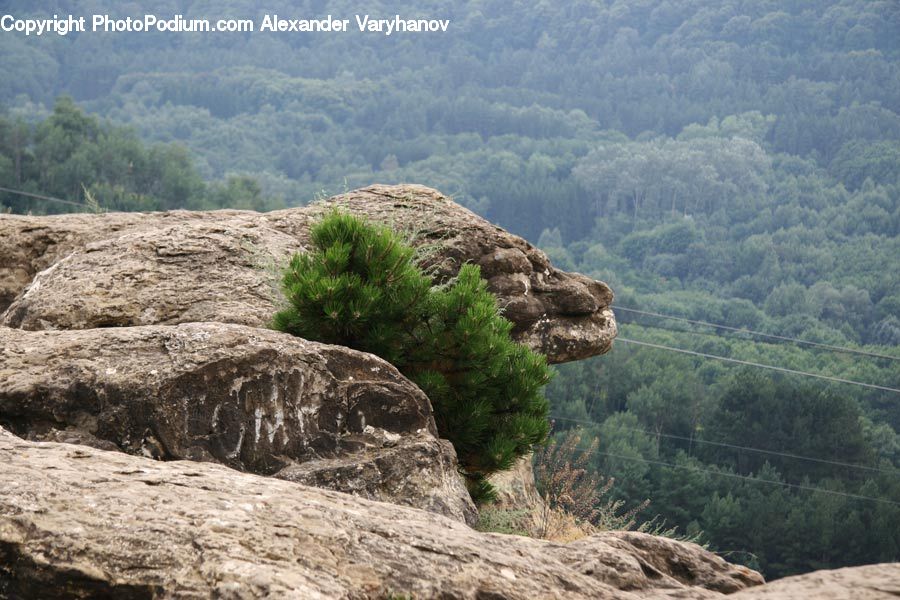 Cliff, Outdoors, Plant, Vegetation, Conifer, Fir, Pine