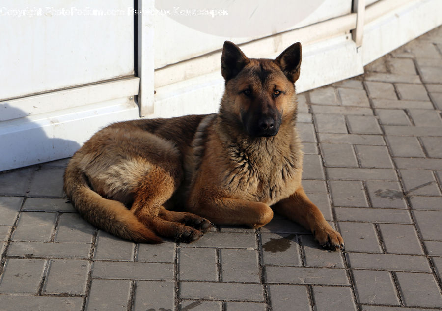 Animal, Canine, Dog, German Shepherd, Mammal, Pet, Zoo