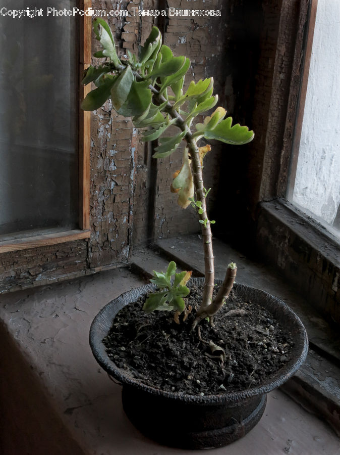 Bonsai, Plant, Potted Plant, Tree, Pot, Pottery, Planter