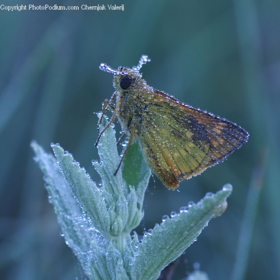 Frost, Ice, Outdoors, Snow, Insect, Invertebrate, Butterfly