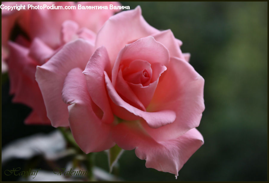 Blossom, Flower, Plant, Rose, Flora, Gladiolus, Carnation