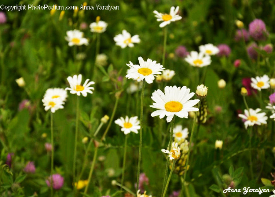 Cosmos, Daisies, Daisy, Flower, Plant, Aster, Blossom