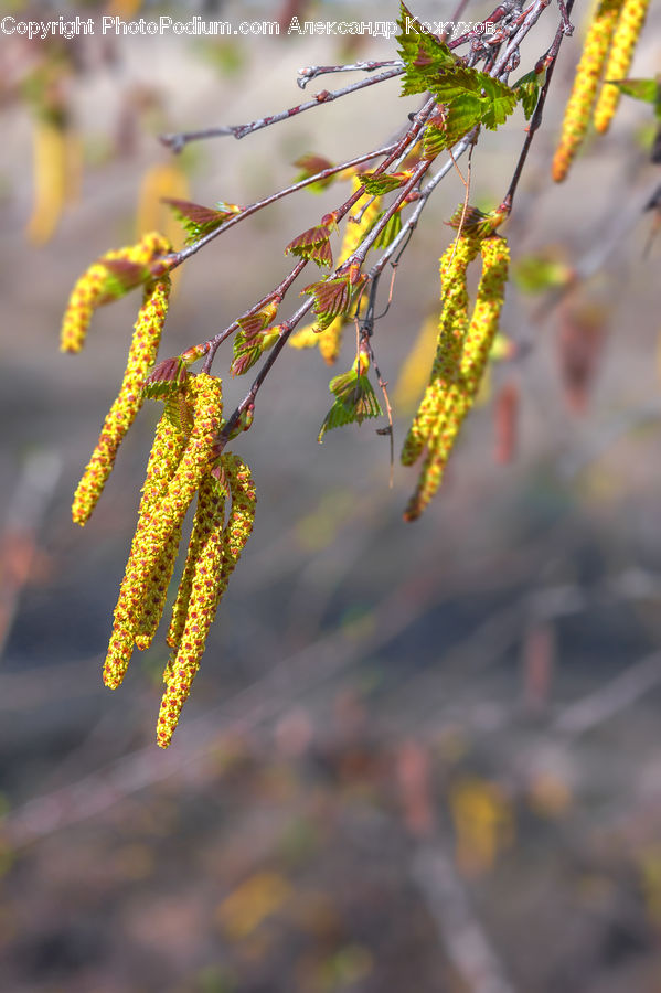 Blossom, Flora, Flower, Plant, Dill, Mimosa, Conifer