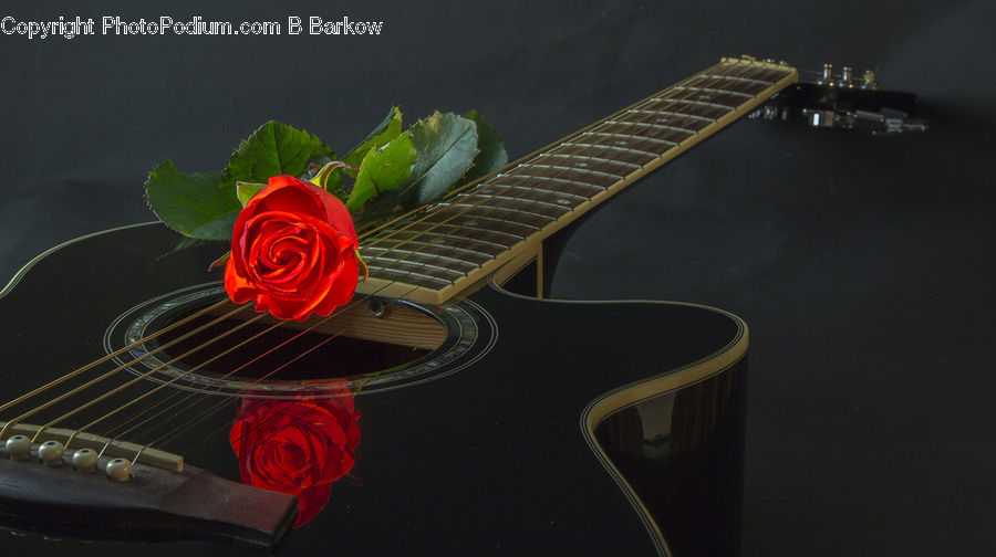 Blossom, Flower, Plant, Rose, Electric Guitar, Guitar, Musical Instrument