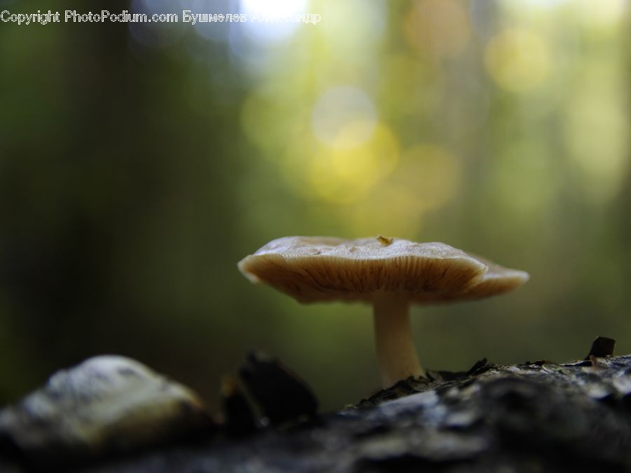 Agaric, Mushroom, Plant, Amanita, Fungus, Birch, Tree