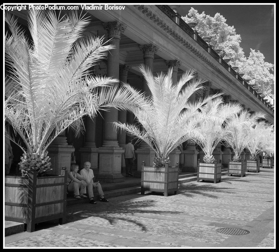 Arecaceae, Palm Tree, Plant, Tree, Building, Housing, Villa