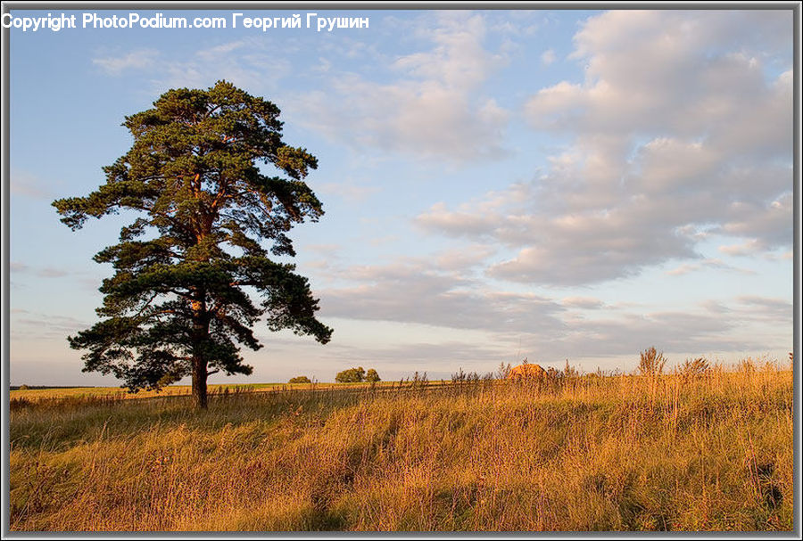 Field, Grass, Grassland, Land, Outdoors, Conifer, Fir