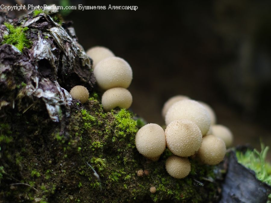 Agaric, Amanita, Fungus, Mushroom, Plant, Moss, Oak