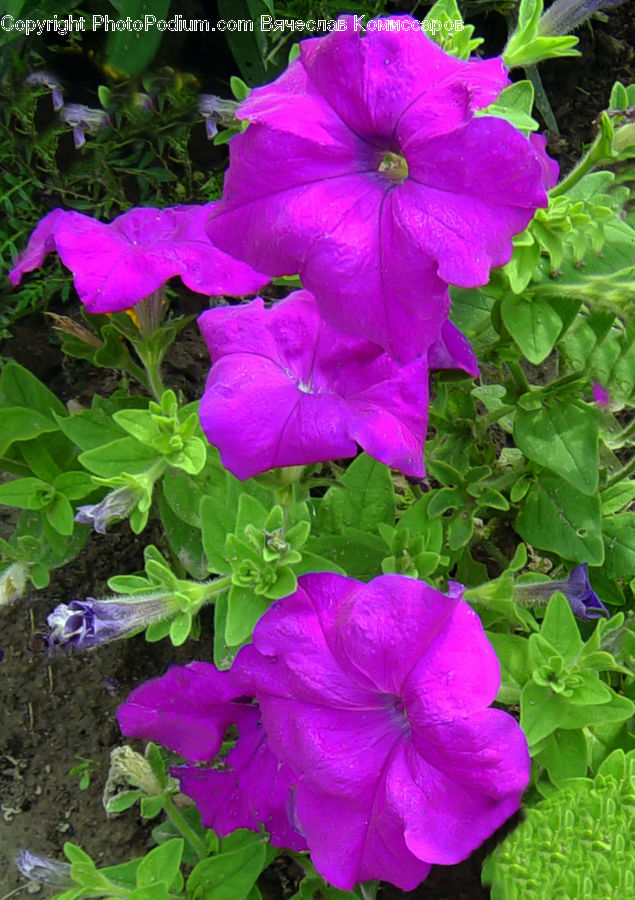 Blossom, Flora, Flower, Geranium, Plant, Algae, Aquarium