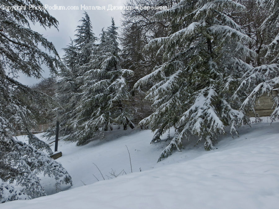 Ice, Outdoors, Snow, Conifer, Fir, Plant, Tree