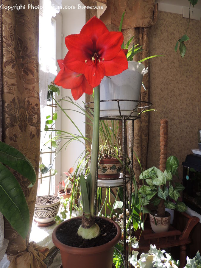 Plant, Potted Plant, Amaryllis, Flower, Blossom, Flora, Geranium