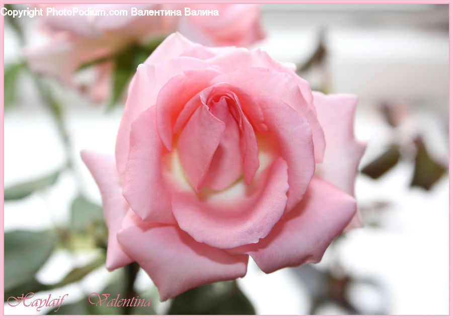 Blossom, Flower, Plant, Rose, Carnation, Flora, Flower Arrangement