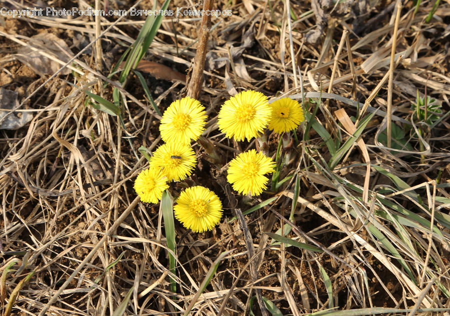 Dandelion, Flower, Plant, Asteraceae, Blossom, Flora, Cricket Insect