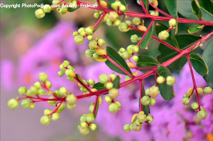Blossom, Flora, Flower, Plant, Bush, Vegetation, Cherry