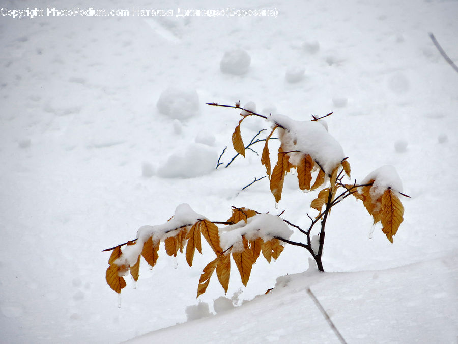 Ice, Outdoors, Snow, Oak, Sycamore, Tree, Tree Trunk
