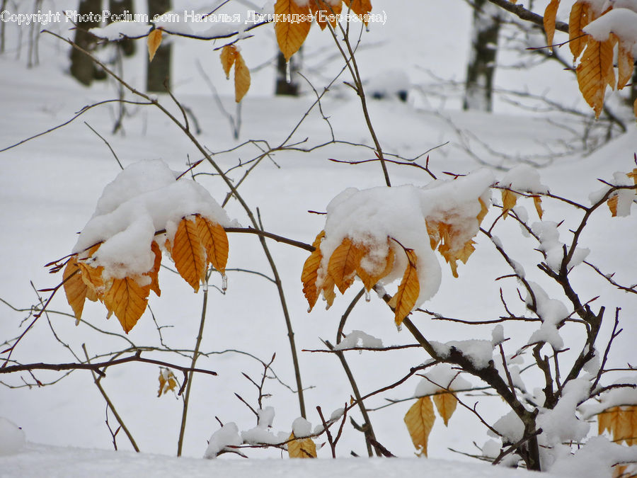 Cotton, Fiber, Ice, Outdoors, Snow, Birch, Tree