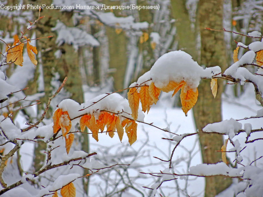 Ice, Outdoors, Snow, Birch, Tree, Wood, Ivy