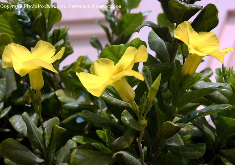 Blossom, Daffodil, Flora, Flower, Plant, Gladiolus, Flower Arrangement