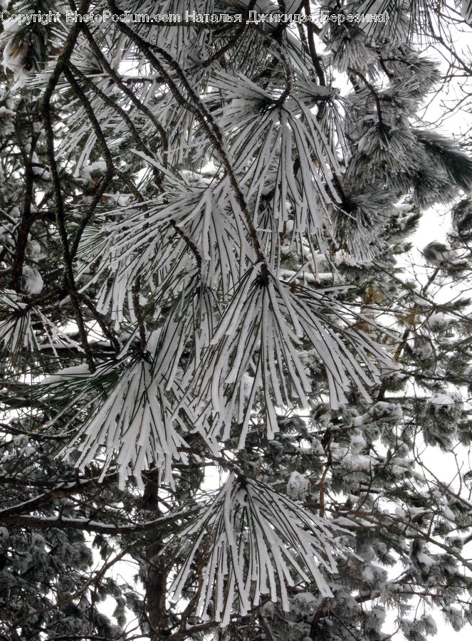 Conifer, Fir, Plant, Tree, Ice, Outdoors, Snow