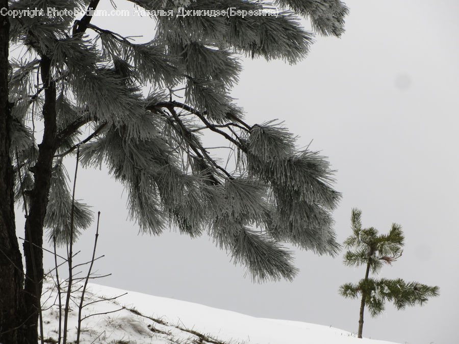 Arecaceae, Palm Tree, Plant, Tree, Conifer, Fir, Grass