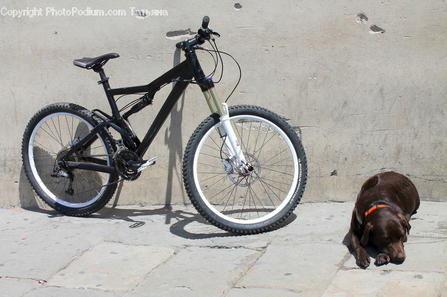 Bicycle, Bike, Vehicle, Mountain Bike, Tripod, Animal, Adorable