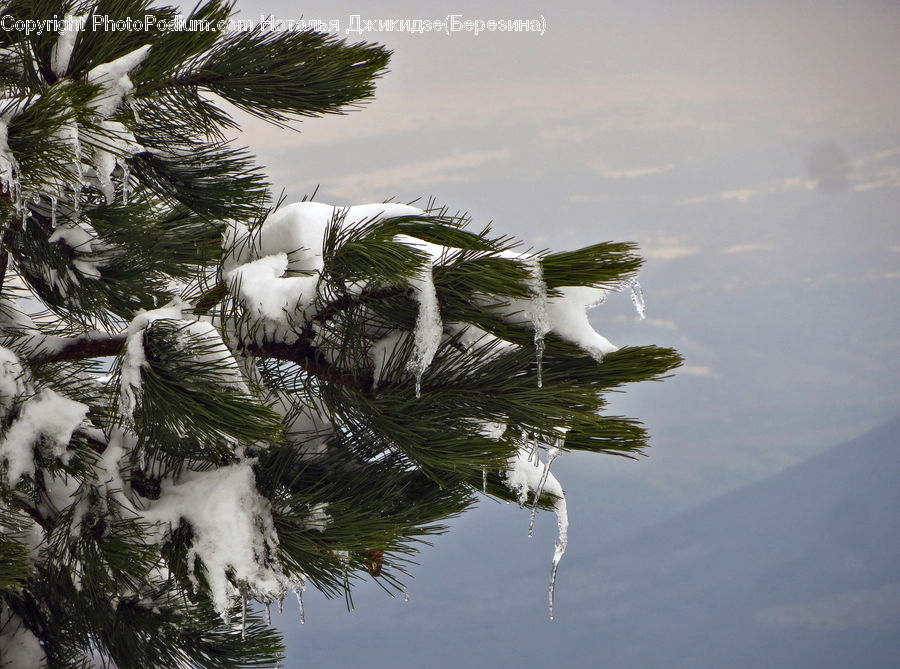 Conifer, Fir, Plant, Tree, Arecaceae, Palm Tree, Pine