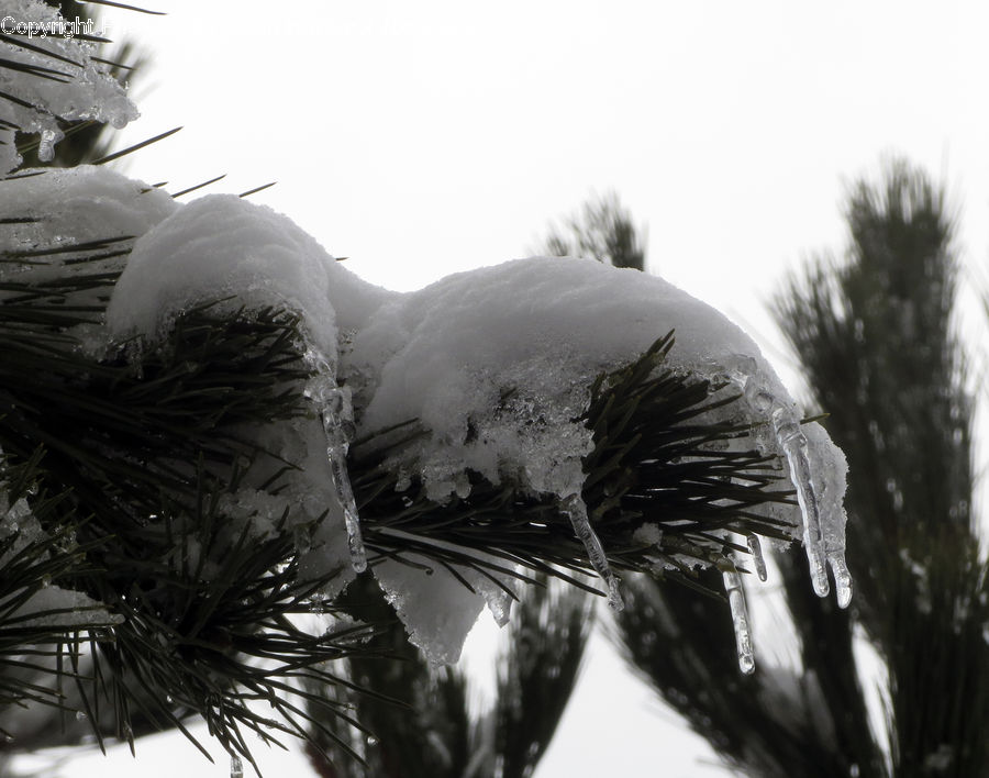 Conifer, Fir, Plant, Tree, Ice, Outdoors, Snow