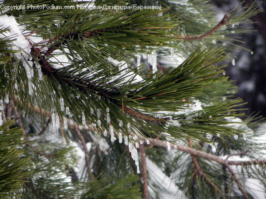 Conifer, Fir, Plant, Tree, Palm Tree, Spruce, Wood