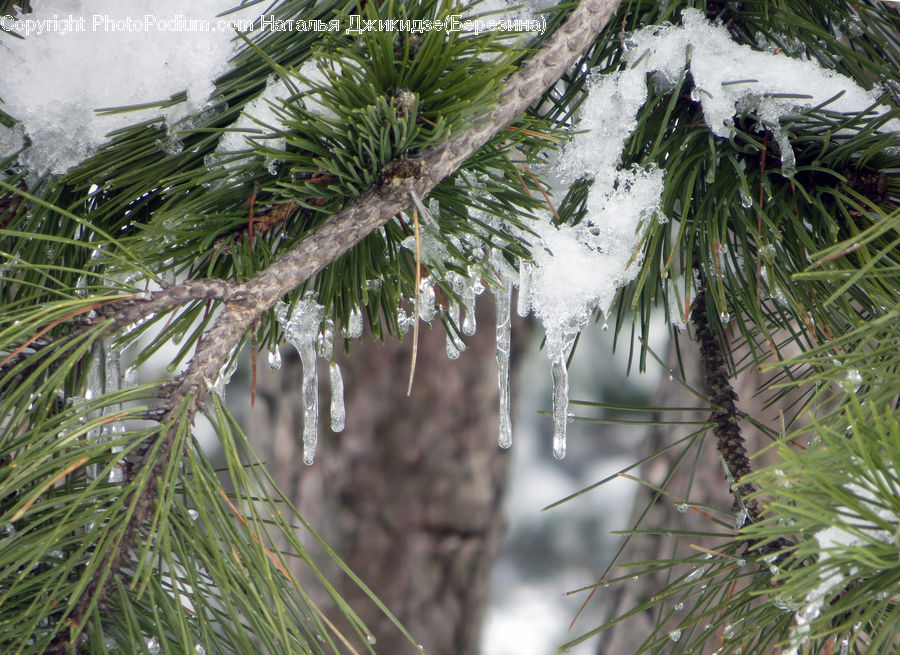 Conifer, Fir, Plant, Tree, Pine, Spruce, Wood