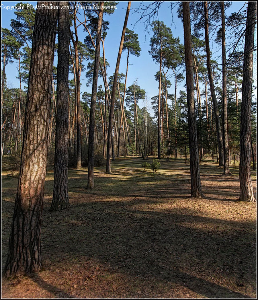 Forest, Vegetation, Grove, Land, Dirt Road, Gravel, Road