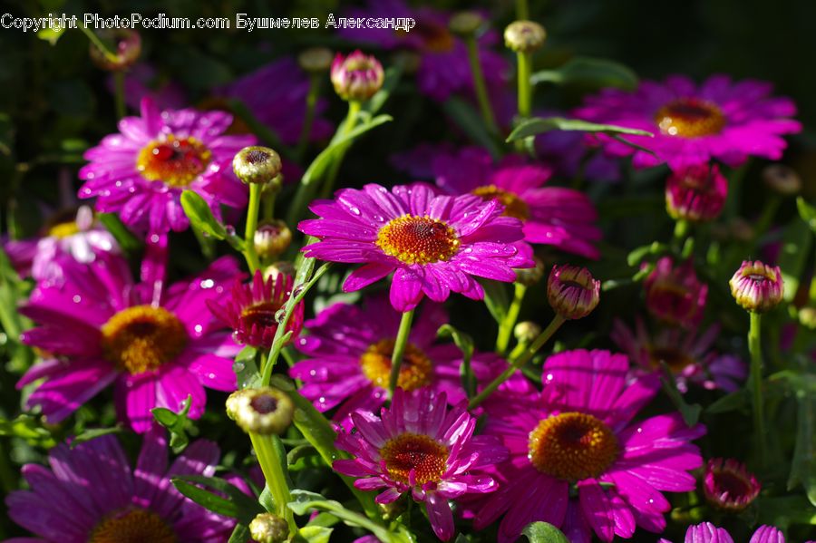 Blossom, Flora, Flower, Plant, Aster, Cosmos, Daisies