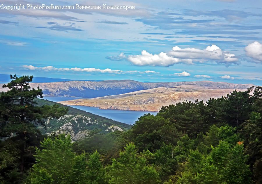Conifer, Fir, Pine, Plant, Spruce, Tree, Landscape
