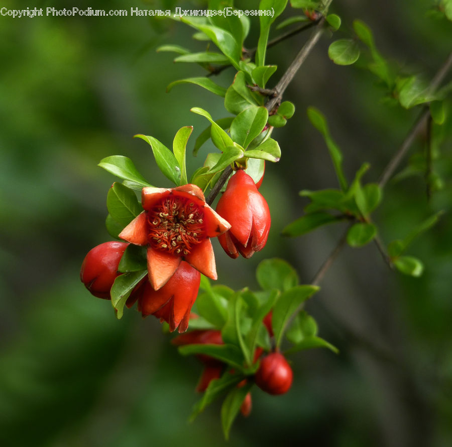 Fruit, Cherry, Bell Pepper, Pepper, Produce, Vegetable, Blossom