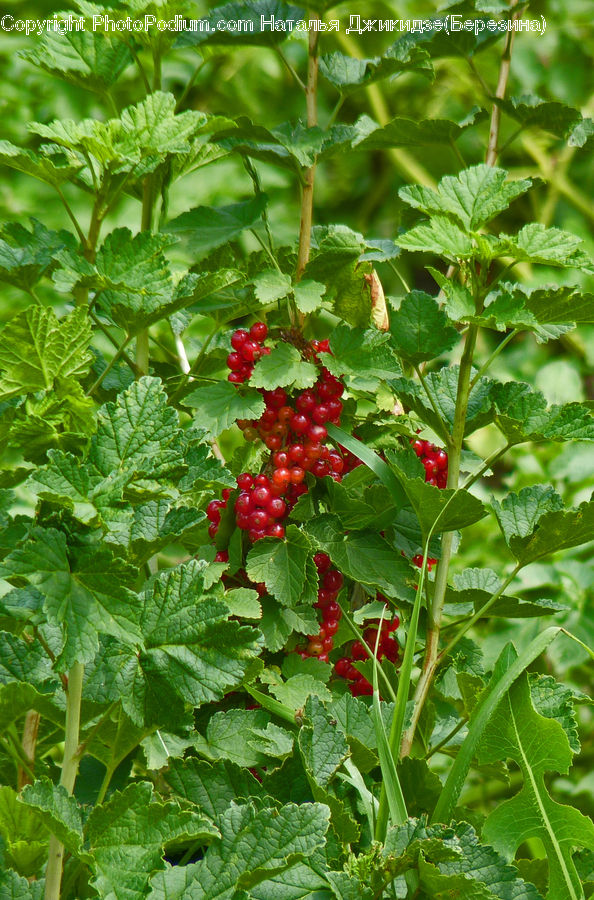 Fruit, Raspberry, Blossom, Flora, Flower, Geranium, Plant